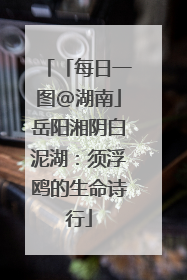「每日一图@湖南」岳阳湘阴白泥湖：须浮鸥的生命诗行