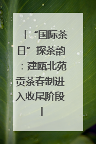 “国际茶日”探茶韵：建瓯北苑贡茶春制进入收尾阶段