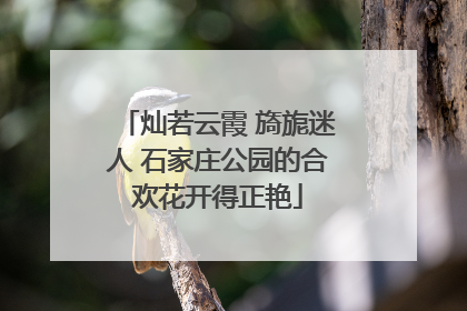 灿若云霞 旖旎迷人 石家庄公园的合欢花开得正艳