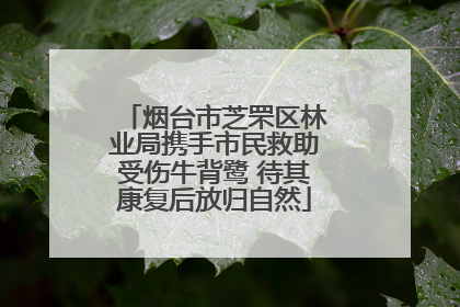 烟台市芝罘区林业局携手市民救助受伤牛背鹭 待其康复后放归自然