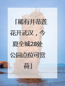 稀有并蒂莲花开武汉，今夏全城28处公园点位可赏荷