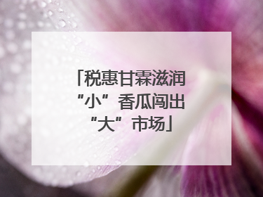税惠甘霖滋润“小”香瓜闯出“大”市场