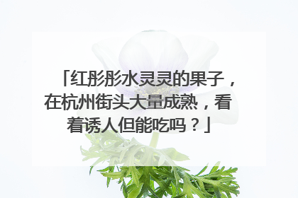 红彤彤水灵灵的果子，在杭州街头大量成熟，看着诱人但能吃吗？