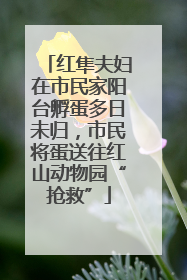 红隼夫妇在市民家阳台孵蛋多日未归，市民将蛋送往红山动物园“抢救”