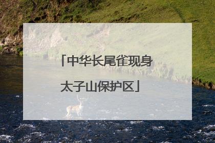中华长尾雀现身太子山保护区