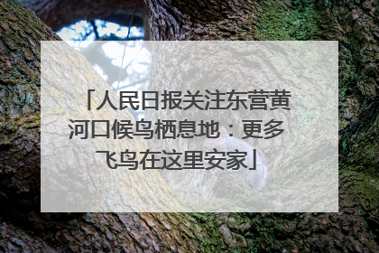 人民日报关注东营黄河口候鸟栖息地：更多飞鸟在这里安家