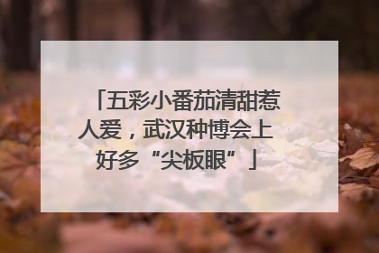 五彩小番茄清甜惹人爱，武汉种博会上好多“尖板眼”