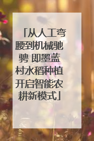 从人工弯腰到机械驰骋 即墨蓝村水稻种植开启智能农耕新模式