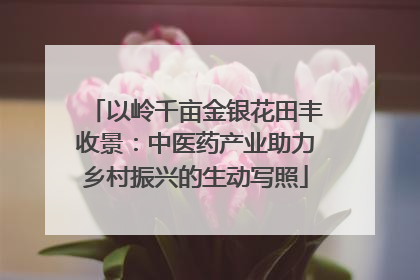 以岭千亩金银花田丰收景：中医药产业助力乡村振兴的生动写照