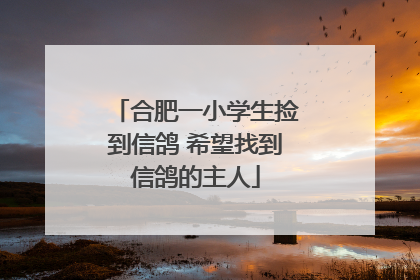 合肥一小学生捡到信鸽 希望找到信鸽的主人