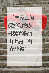 国家二级保护动物灰林鸮光临竹山上庸“鲜花小镇”