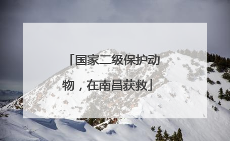 国家二级保护动物，在南昌获救