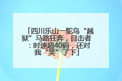 四川乐山一鸵鸟“越狱”马路狂奔，目击者：时速超40码，还对我“笑”了下