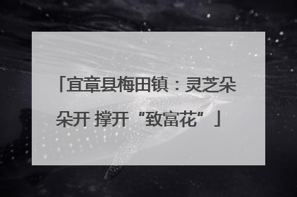 宜章县梅田镇：灵芝朵朵开 撑开“致富花”
