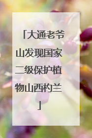 大通老爷山发现国家二级保护植物山西杓兰