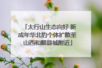 太行山生态向好 新成年华北豹个体扩散至山西和顺县城附近