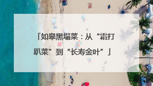 如皋黑塌菜：从“霜打趴菜”到“长寿金叶”