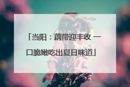 当阳：藕带迎丰收 一口脆嫩吃出夏日味道