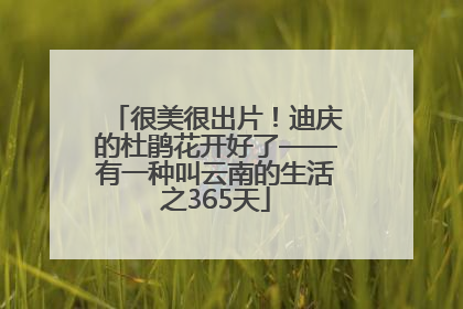 很美很出片！迪庆的杜鹃花开好了——有一种叫云南的生活之365天