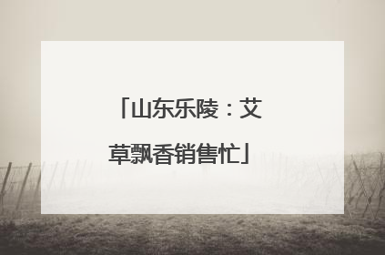 山东乐陵：艾草飘香销售忙