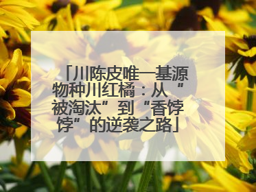 川陈皮唯一基源物种川红橘：从“被淘汰”到“香饽饽”的逆袭之路