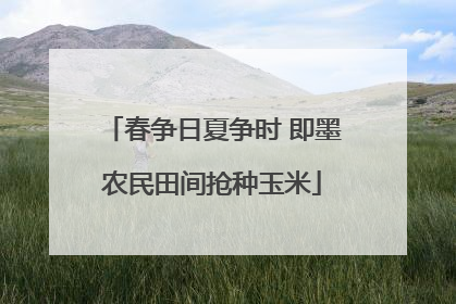 春争日夏争时 即墨农民田间抢种玉米