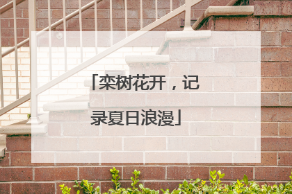 栾树花开，记录夏日浪漫
