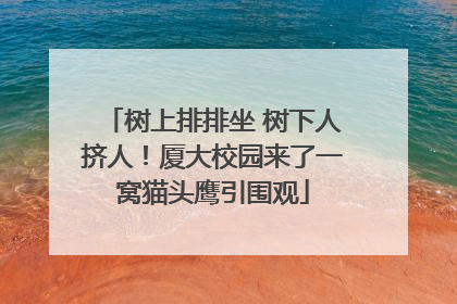 树上排排坐 树下人挤人！厦大校园来了一窝猫头鹰引围观