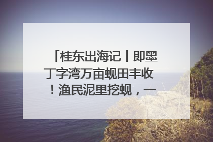 桂东出海记丨即墨丁字湾万亩蚬田丰收！渔民泥里挖蚬，一天上岸过千斤