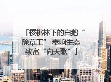 樱桃林下的白鹅“除草工” 奏响生态致富“向天歌”