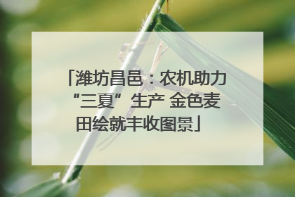 潍坊昌邑：农机助力“三夏”生产 金色麦田绘就丰收图景