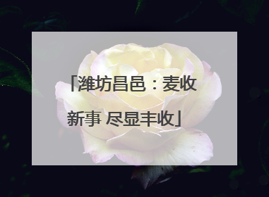 潍坊昌邑：麦收新事 尽显丰收