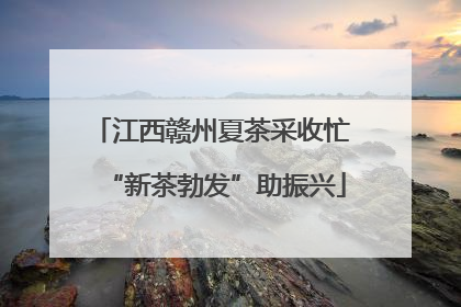 江西赣州夏茶采收忙 “新茶勃发”助振兴
