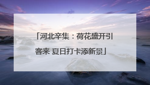 河北辛集：荷花盛开引客来 夏日打卡添新景