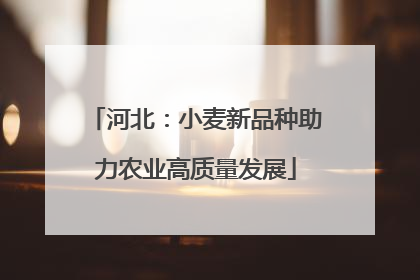 河北：小麦新品种助力农业高质量发展