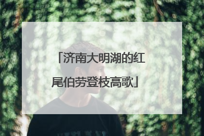 济南大明湖的红尾伯劳登枝高歌
