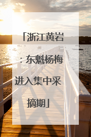 浙江黄岩：东魁杨梅进入集中采摘期