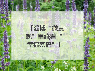 淄博“微景观”里藏着“幸福密码”