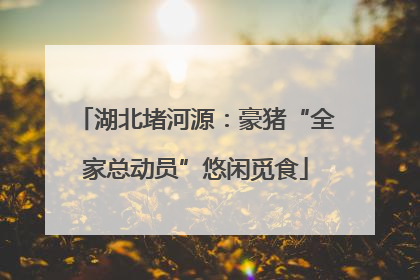 湖北堵河源：豪猪“全家总动员”悠闲觅食