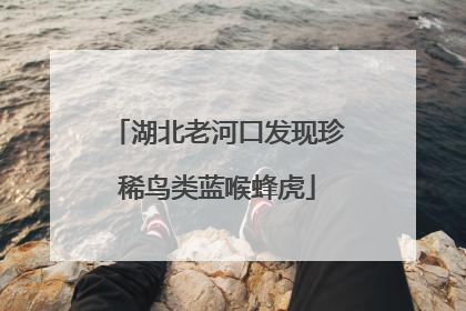 湖北老河口发现珍稀鸟类蓝喉蜂虎