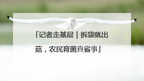 记者走基层｜拆袋就出菇，农民育菌真省事