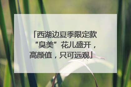 西湖边夏季限定款“臭美”花儿盛开，高颜值，只可远观