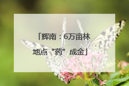 辉南：6万亩林地点“药”成金