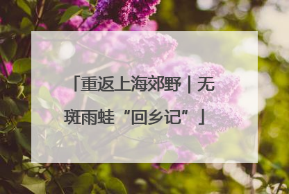 重返上海郊野｜无斑雨蛙“回乡记”