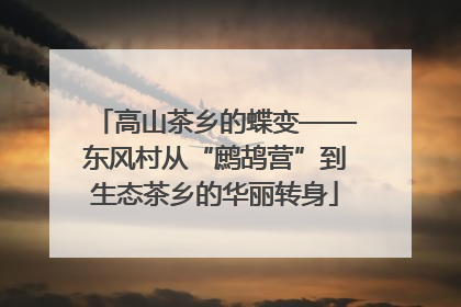 高山茶乡的蝶变——东风村从“鹧鸪营”到生态茶乡的华丽转身