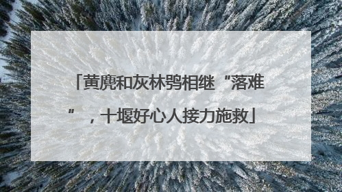 黄麂和灰林鸮相继“落难”，十堰好心人接力施救