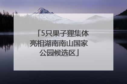 5只果子狸集体亮相湖南南山国家公园候选区