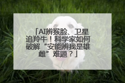 AI辨猴脸、卫星追羚牛！科学家如何破解“安能辨我是雄雌”难题？
